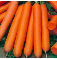 Морковь Флакке 20 г Фасованное