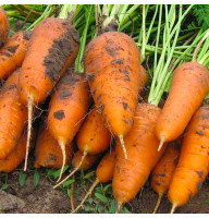 Морковь Шантане Королевская 20 г Фасованное