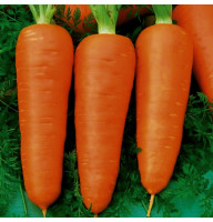 Морковь Шантане Ред Кор 20 г Фасованное