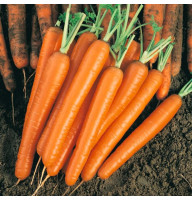 Морковь Деликатесная 20 г Фасованное