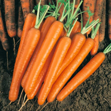 Морковь Деликатесная 20 г Фасованное