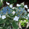 Гортензія Mariesii Hydrangea 0,5 л 