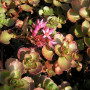 Очиток Мundulatifolia variegata 0,5 л