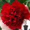 Півонія в горщику Red Charm