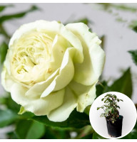 Роза в горшке Lovely Green 5 л