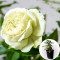 Роза в горшке Lovely Green 5 л