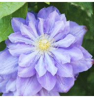 Клематис в горщику Blue Diamond