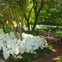 Цибулини Каладіум Garden White