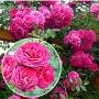 Троянда в горщику Pink Musimara 3 л