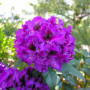 Рододендрон Purple Splendour