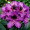 Рододендрон Purple Splendour