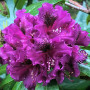Рододендрон Purple Splendour