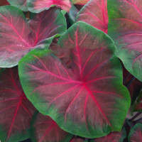 Каладіум Royal Flush