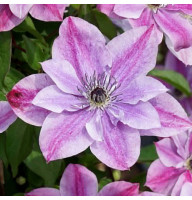 Клематис в горщику Super Cute