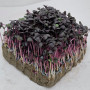 Базилік фіолетовий насіння мікрозелені 10 г