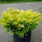 Ялівець горизонтальний Lime Glow 1,5 л