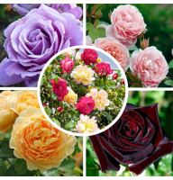 Троянда в горщику MIX (Пересорт) 3 л