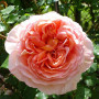 Троянда Abraham Darby