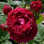 Троянда Ascot