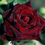 Троянда Black Baccara