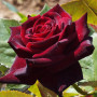Троянда Black Baccara