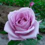 Роза Blue Nile