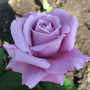 Роза Blue Nile