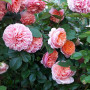 Троянда Chippendale