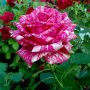 Троянда Pink Intuition