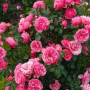 Троянда Pink Piano