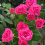 Троянда Raspberry Spray