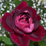 Роза Red Ice