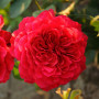 Троянда Red Leonardo da Vinci