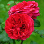 Роза Red Leonardo da Vinci
