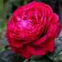 Троянда Rose des 4 Vents