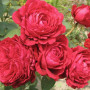 Роза Rose des 4 Vents