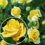 Троянда Yellow Doll