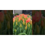Тюльпан зріз Orange Juice 25 шт (букет) Тюльпан зріз Orange Juice 25 шт (букет)