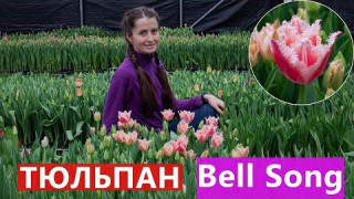 Тюльпан Bell Song (Белл Сонг) 