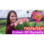 Цибулини Тюльпан Crown of Dynasty