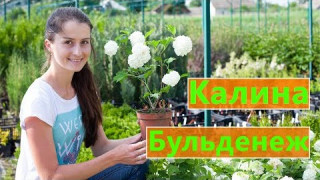 КАЛИНА БУЛЬДЕНЕЖ 