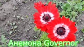 Анемона Governor