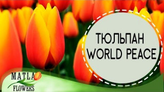 Тюльпан World Peace