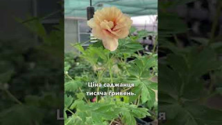 Огляд товару