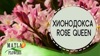 Хионодокса Rose Queen