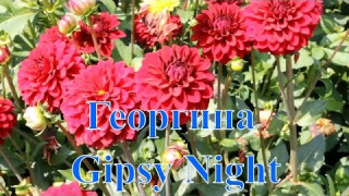 Георгина Gipsy Night