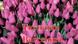 Тюльпан Barcelona