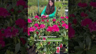 Огляд товару