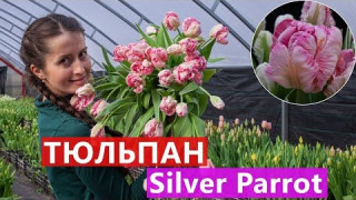 Тюльпан Silver Parrot