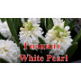 Цибулини Гіацинт  White Pearl